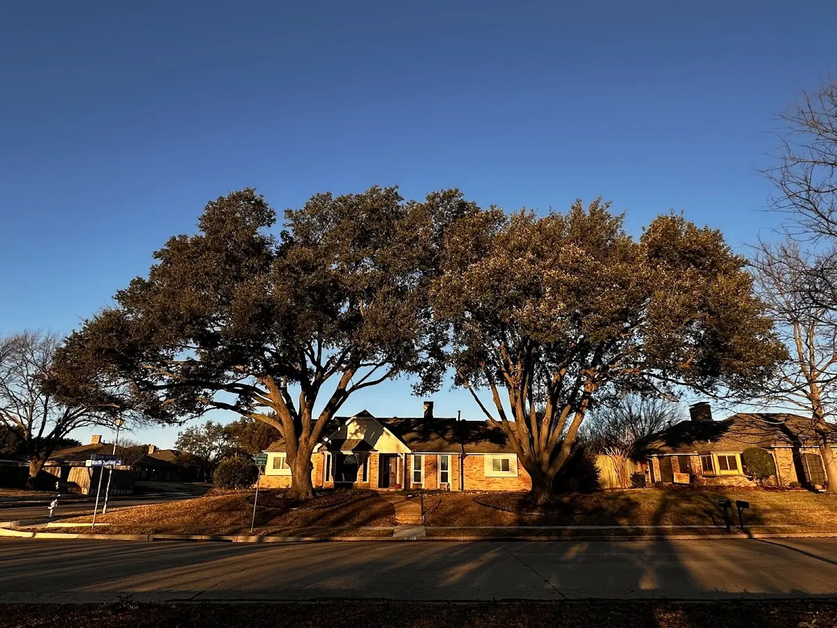 Established residential canopy tree shading a home in Indian Hills